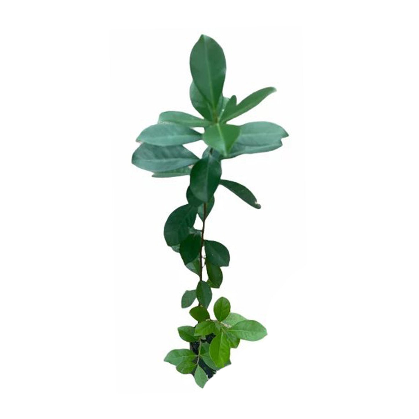 Красная китайская гуава Lakpura