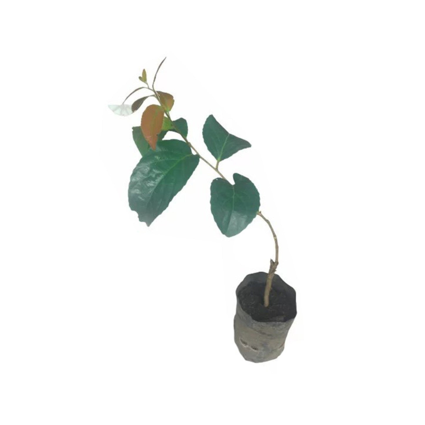 Lakpura® Lovi Grafted Plant