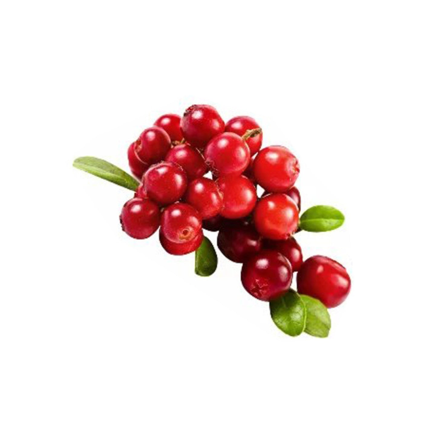 Lakpura® Lovi Grafted Plant