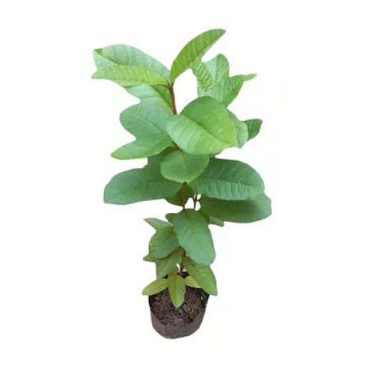 Lakpura Red Apple Guava Plant