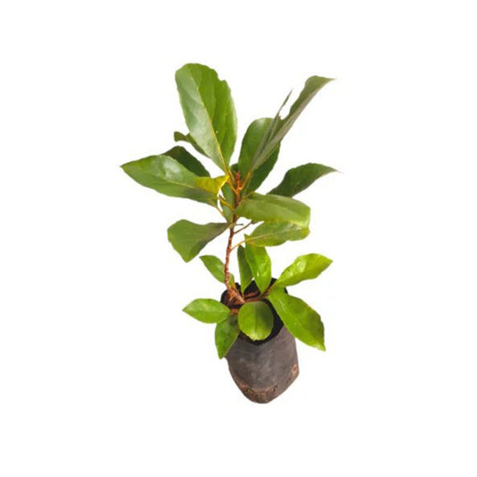 Lakpura® Ceylon Olives (Weralu) Plant