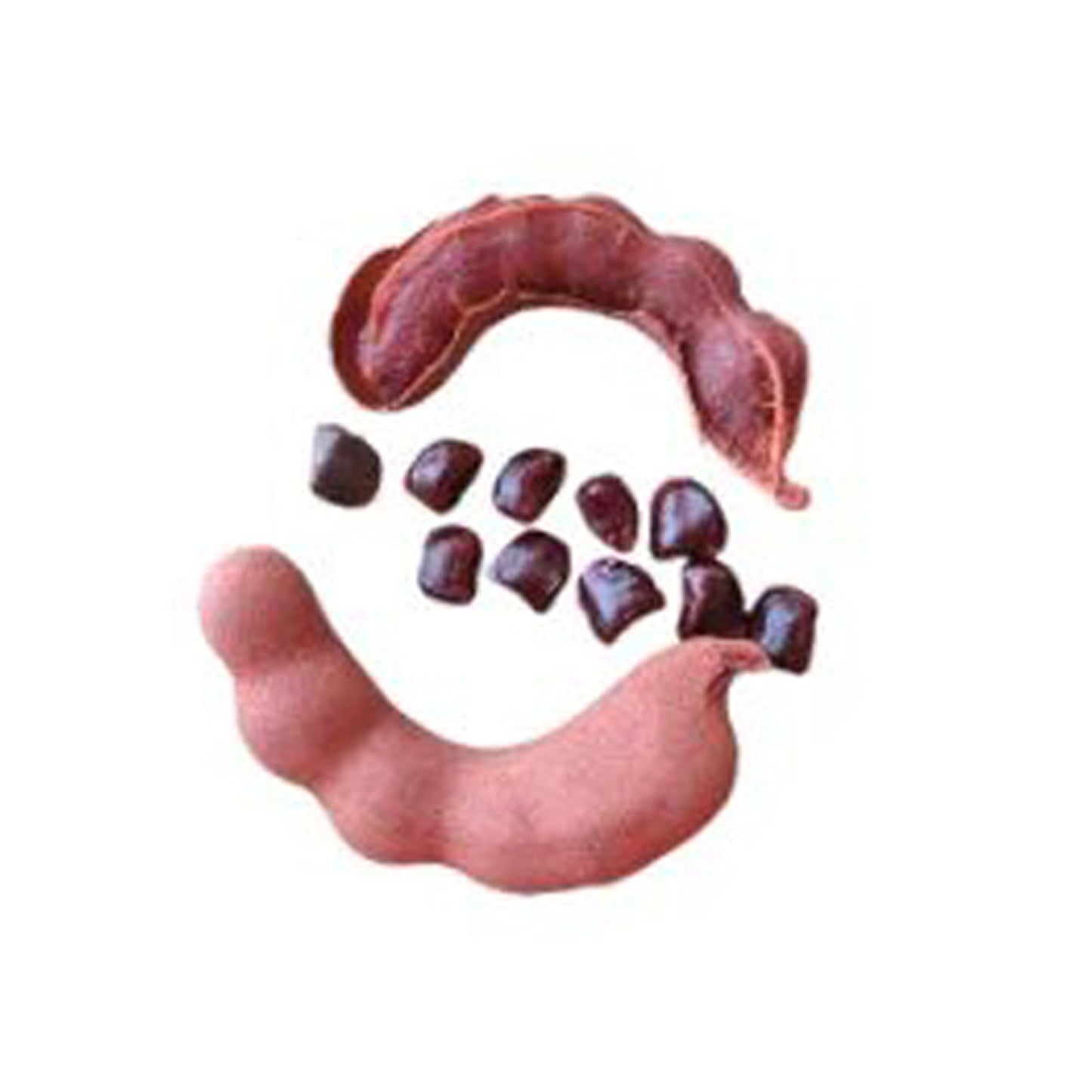 Плодовое растение сладкого тамаринда Lakpura