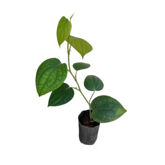 Растения виноградного перца Lakpura® (Well Gammiris)