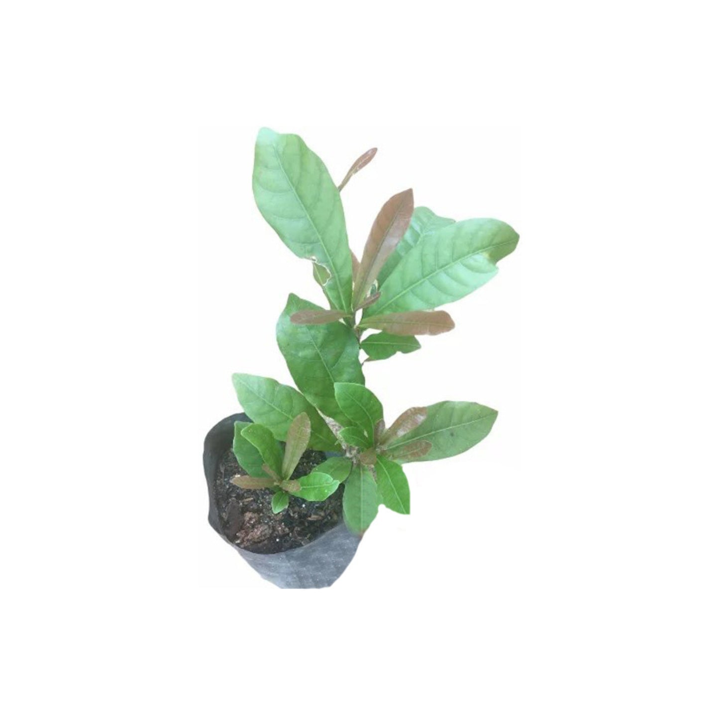 Lakpura® Miracle Berry Layered Plant