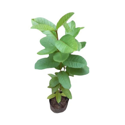 Плодовое растение Lakpura с белым яблоком и гуавой