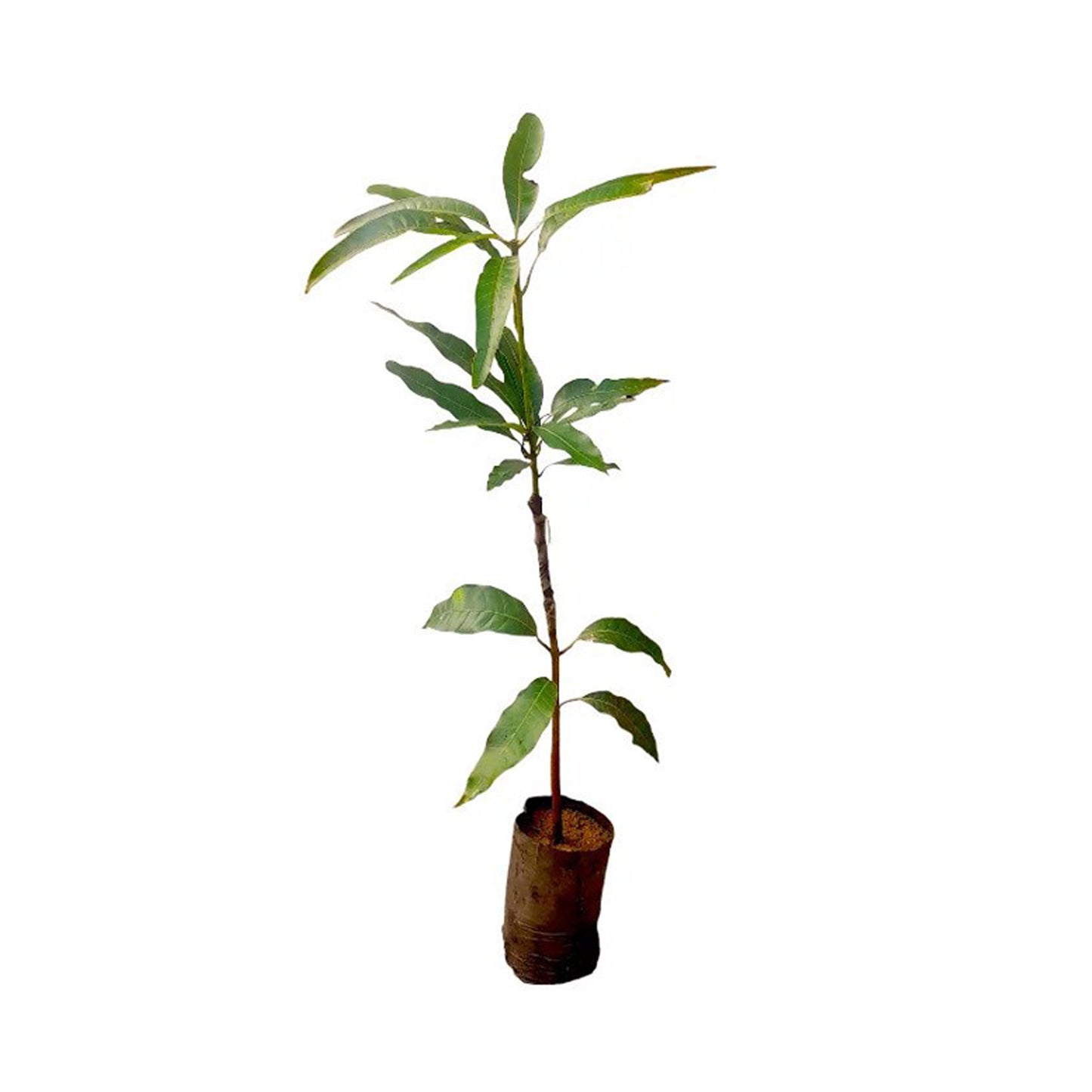 Lakpura® Thai Gira Mango Grafted Plant