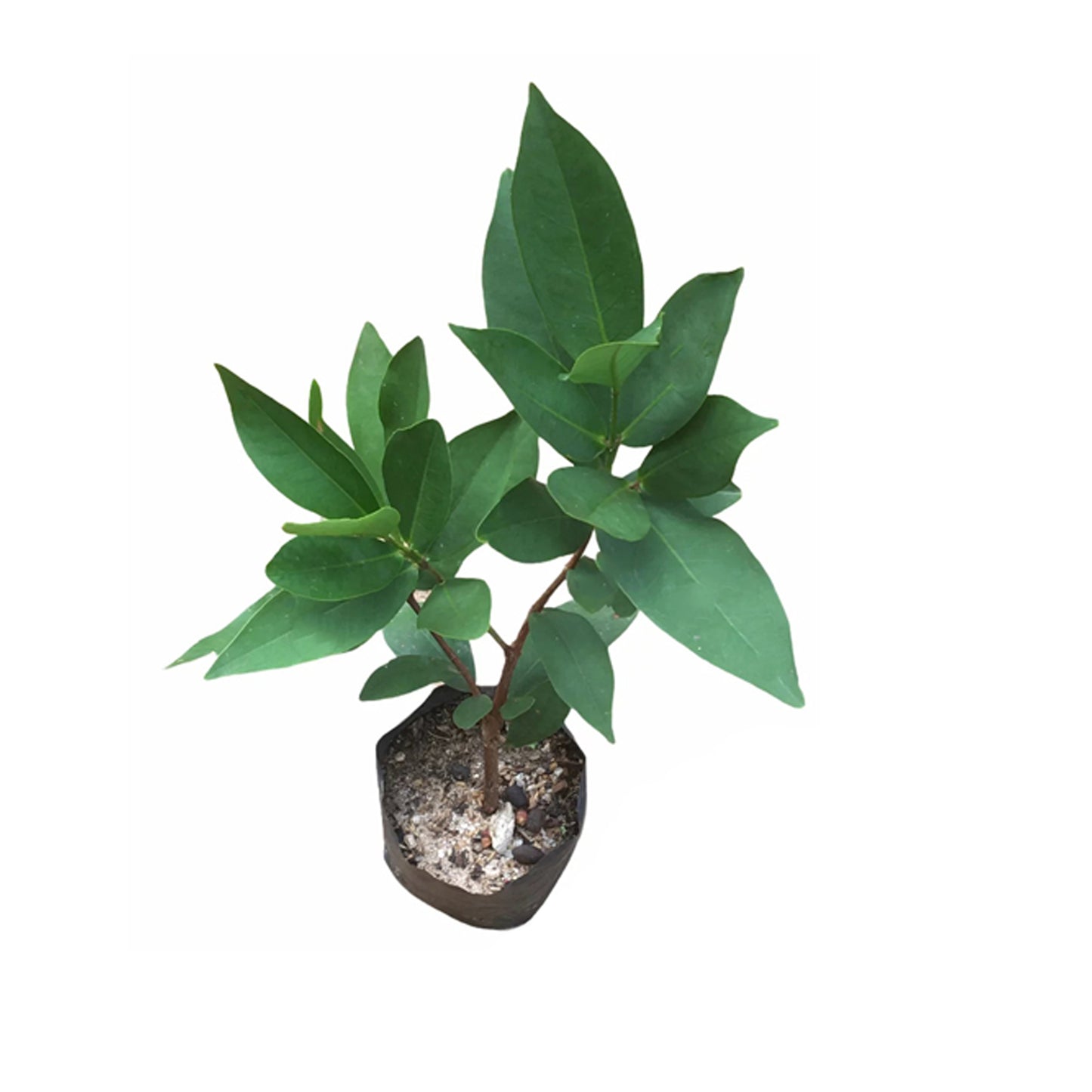 Белая розовая яблоня Lakpura®