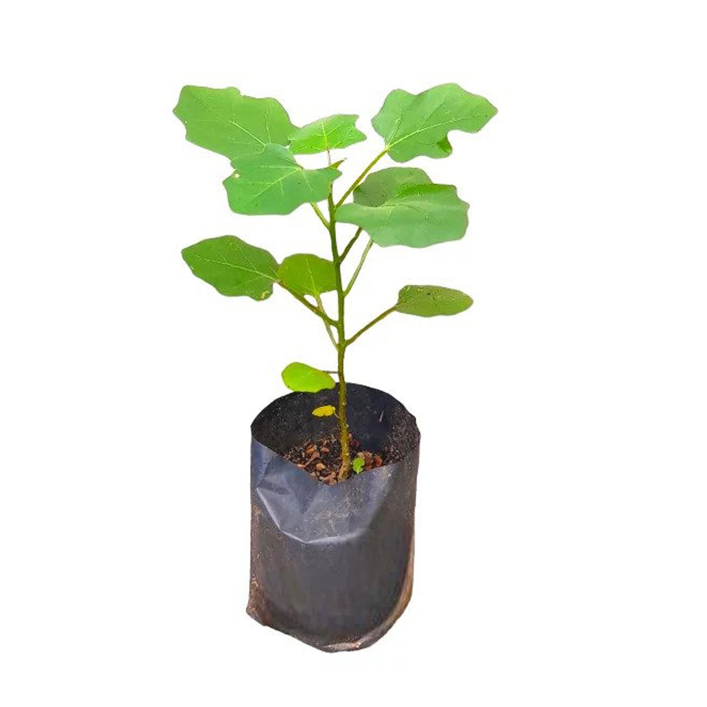 Lakpura Wel Thibbatu Plant