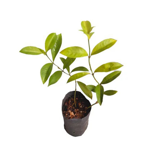 Гоника (/) Лекарственные растения