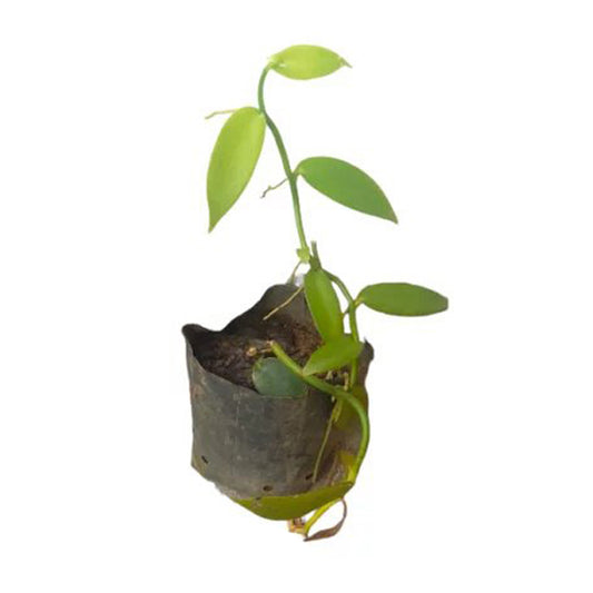 Ванильные () Пряные растения