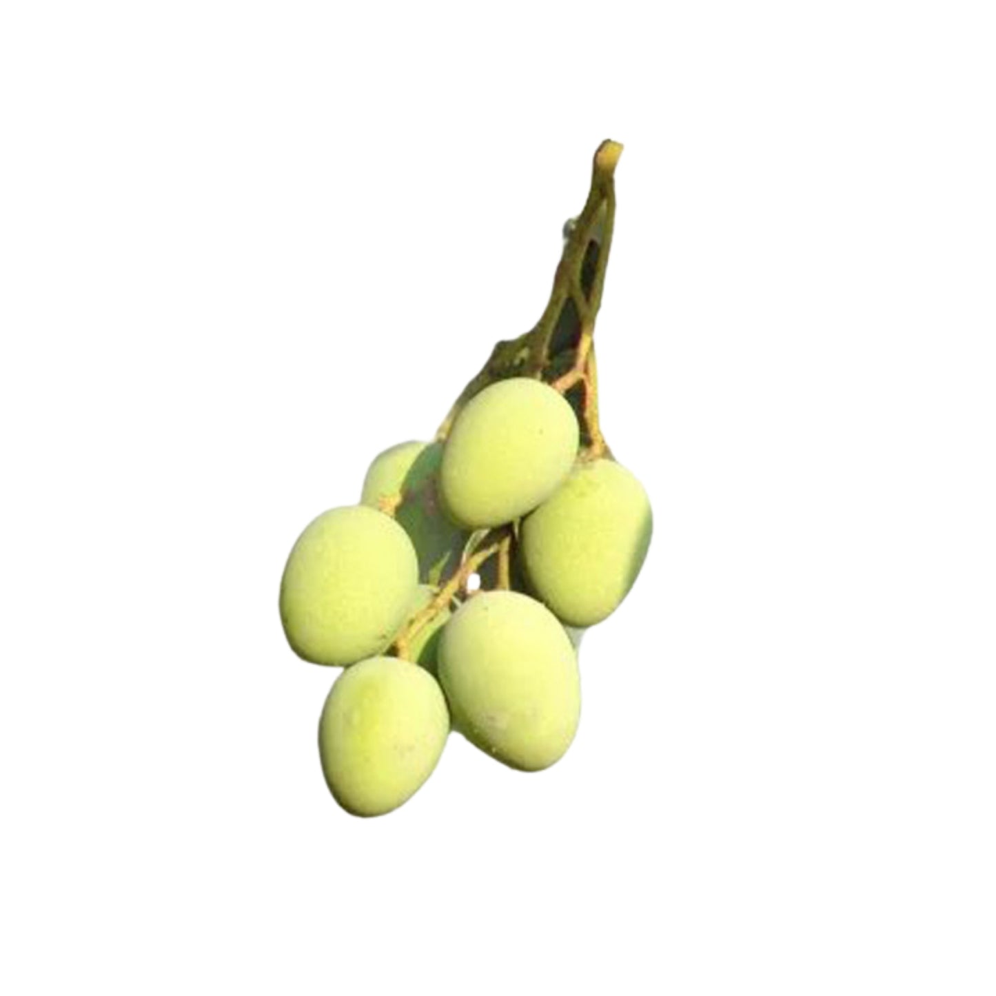 Растение Lakpura® Бандаранаяке без косточек (с манго)