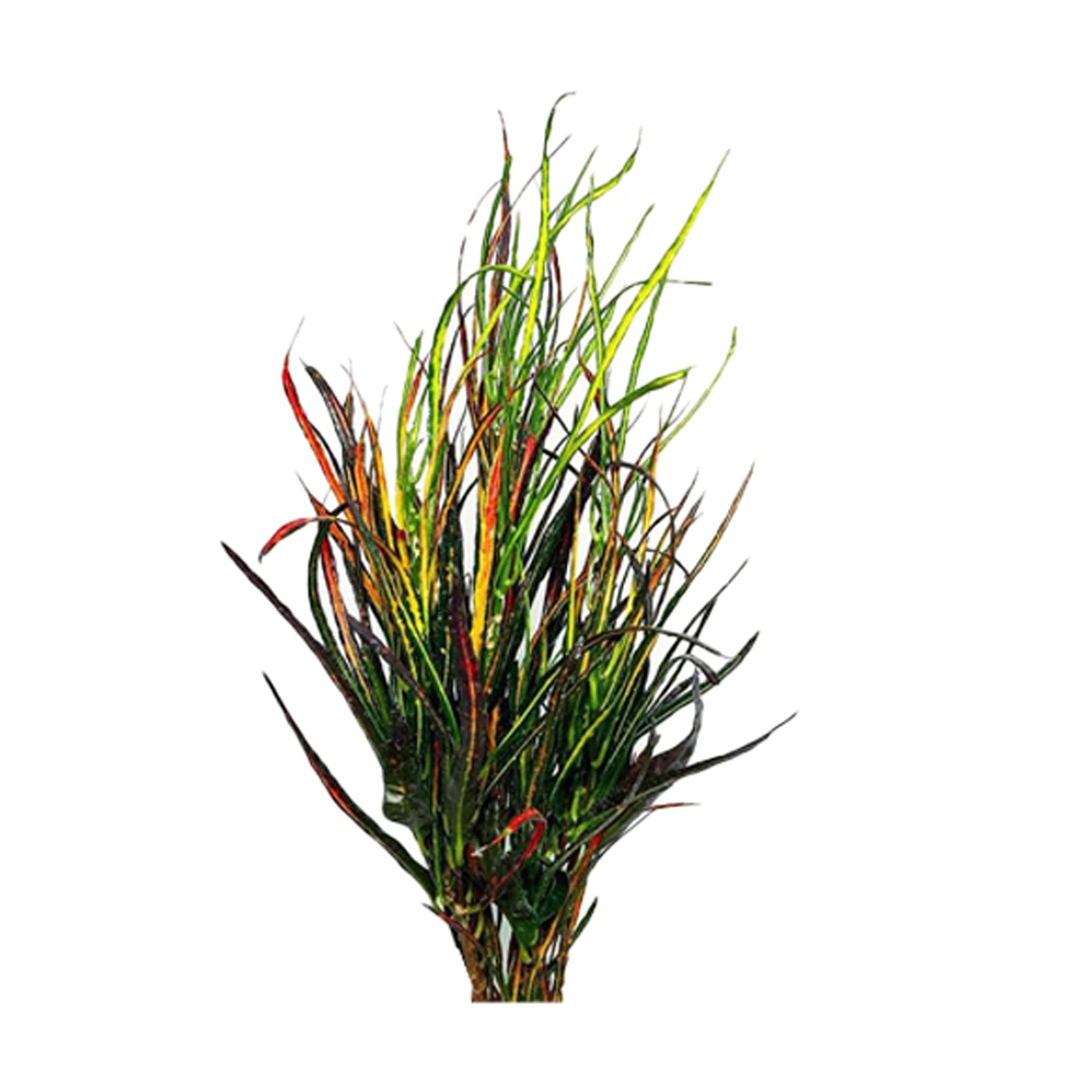 Кисть «Кротон» Лакпуры Пикассо (50 листов)