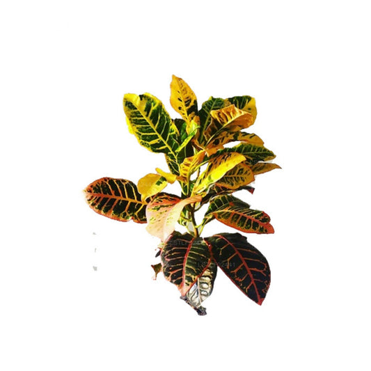 Lakpura® Petra Croton
