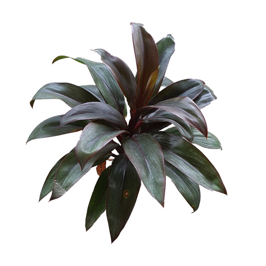 Листья Lakpura® Dracaena Purple Compacta — средние