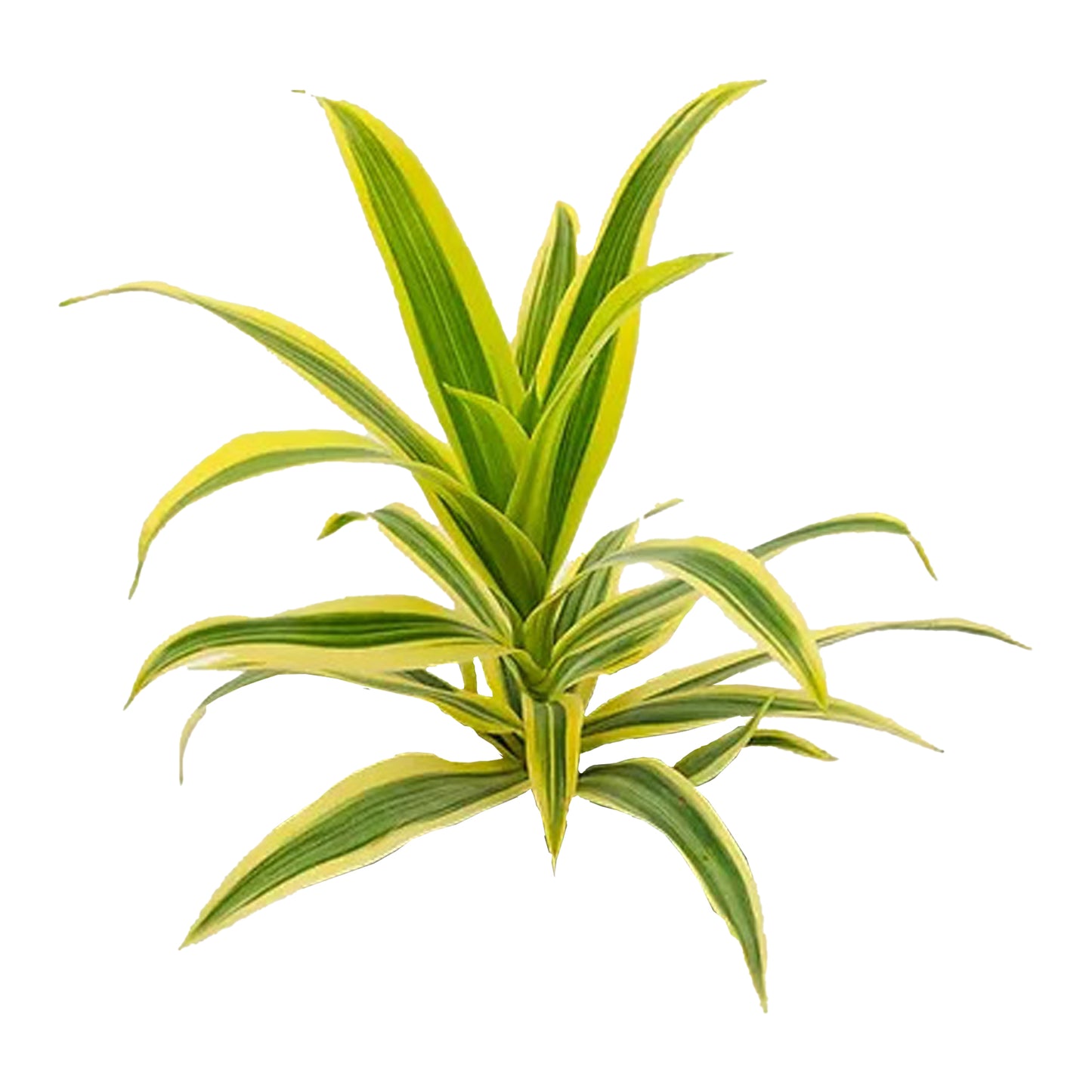 Lakpura Dracaena Reflexa «Песня Индии» (50 листьев) средняя