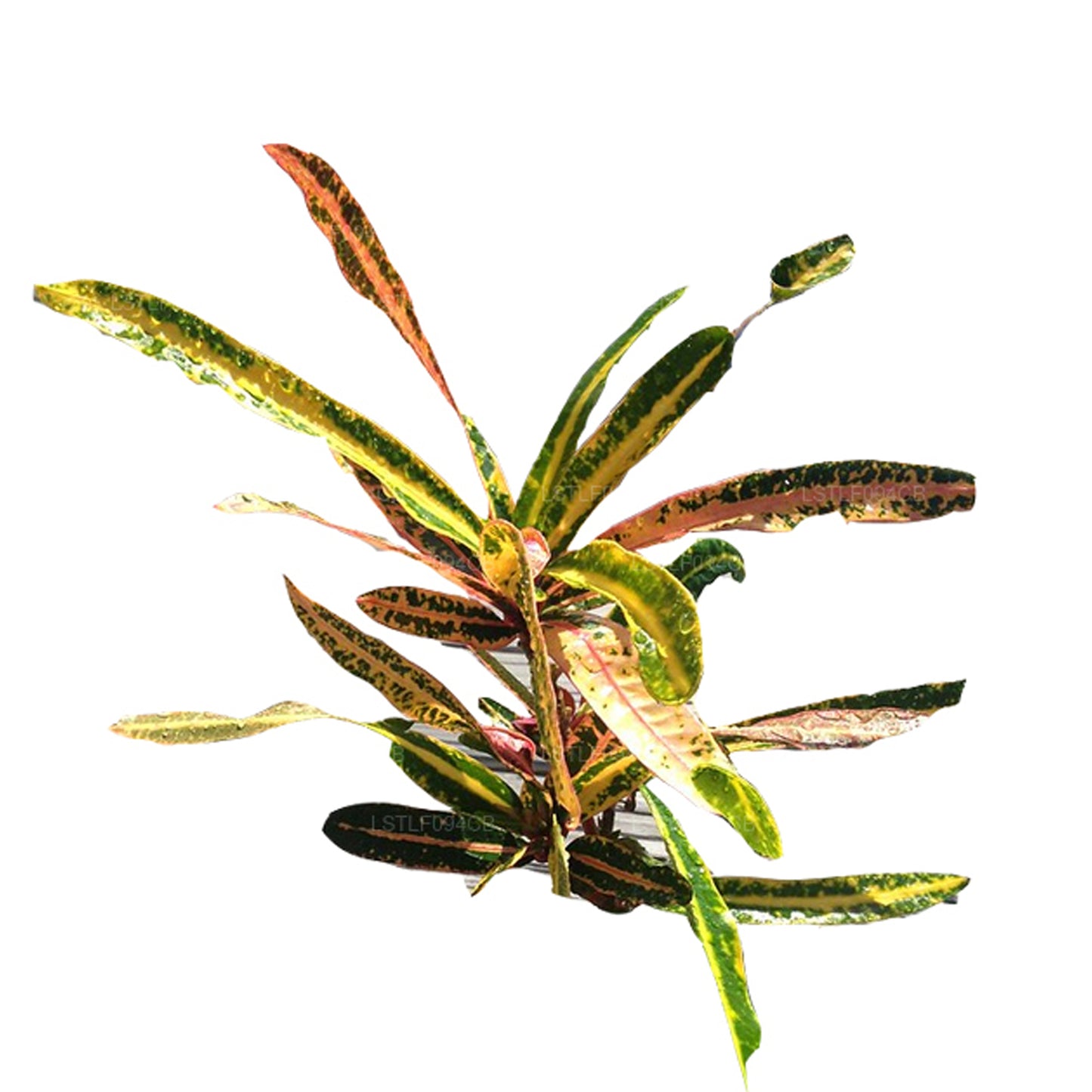 Лакпура Виктория Голд Белл Кротон (50 листьев)