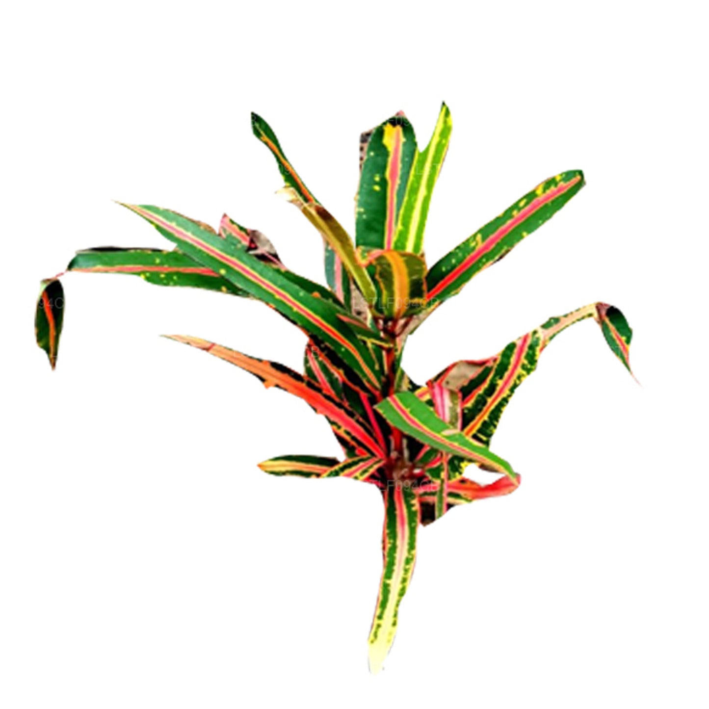 Лакпура Виктория Голд Белл Кротон (50 листьев)