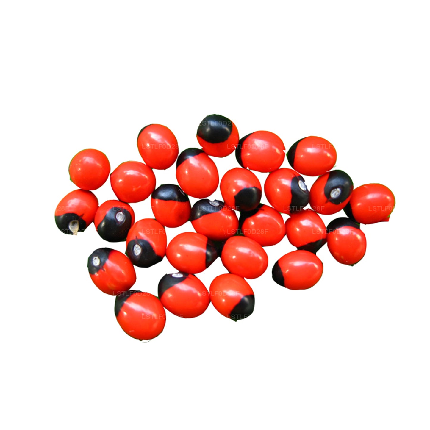 Семена марокканского абруса Lakpura® Olinda