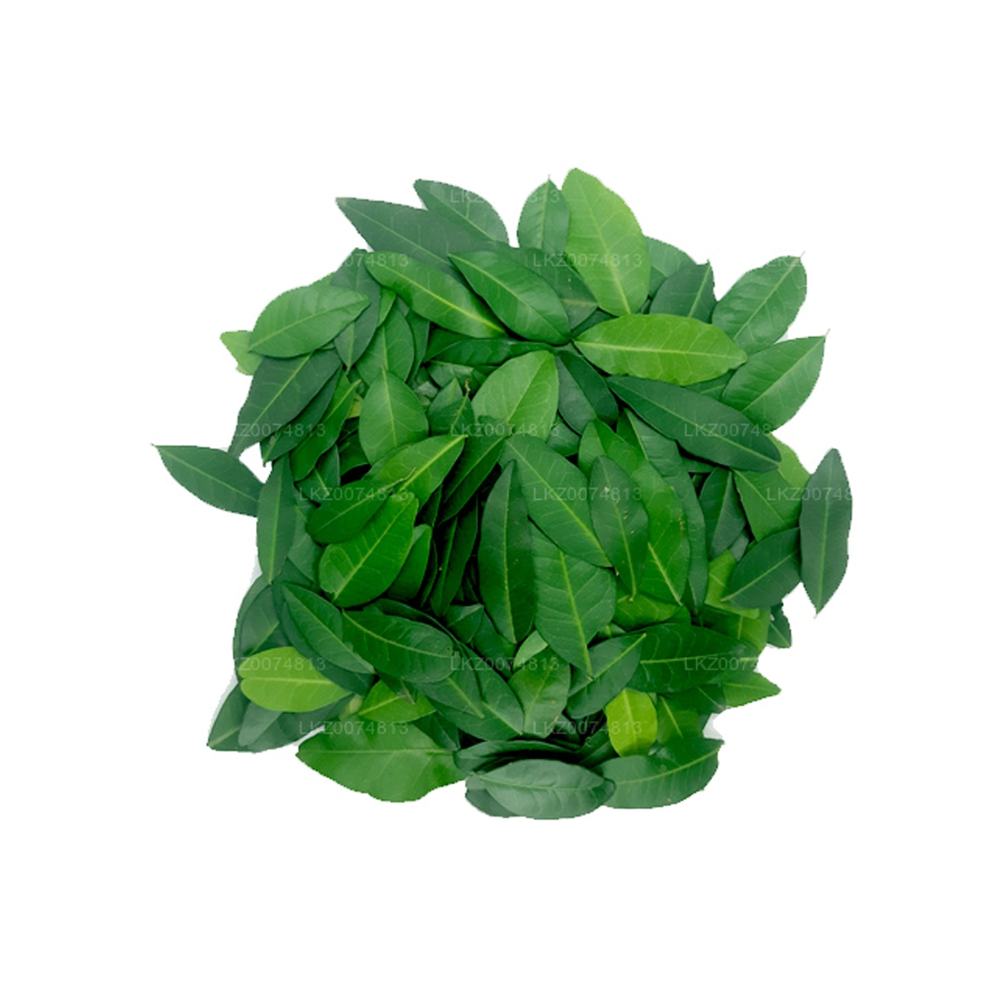 Лакпура Фреш Яки Наран (Аталантия Цейланика) 100 листьев