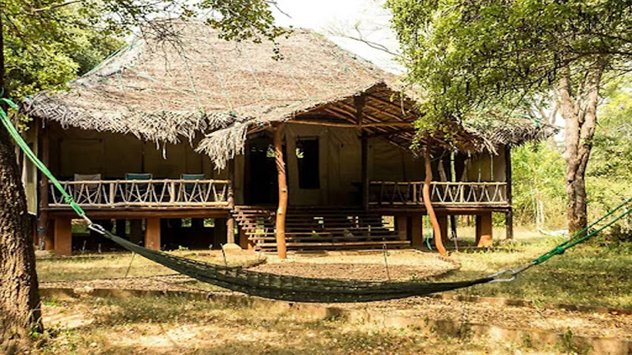 Дикий каджан, Катарагама