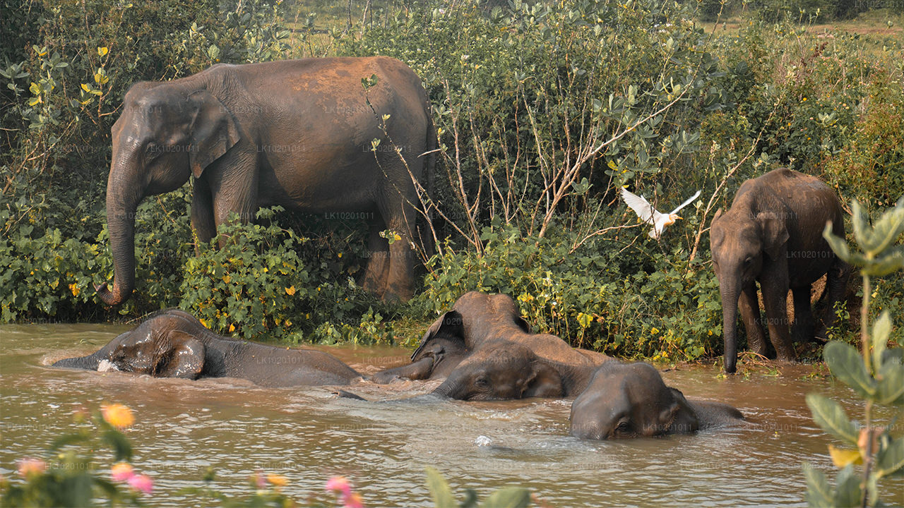 Удавалаве и Галле из Коломбо (2 дня)