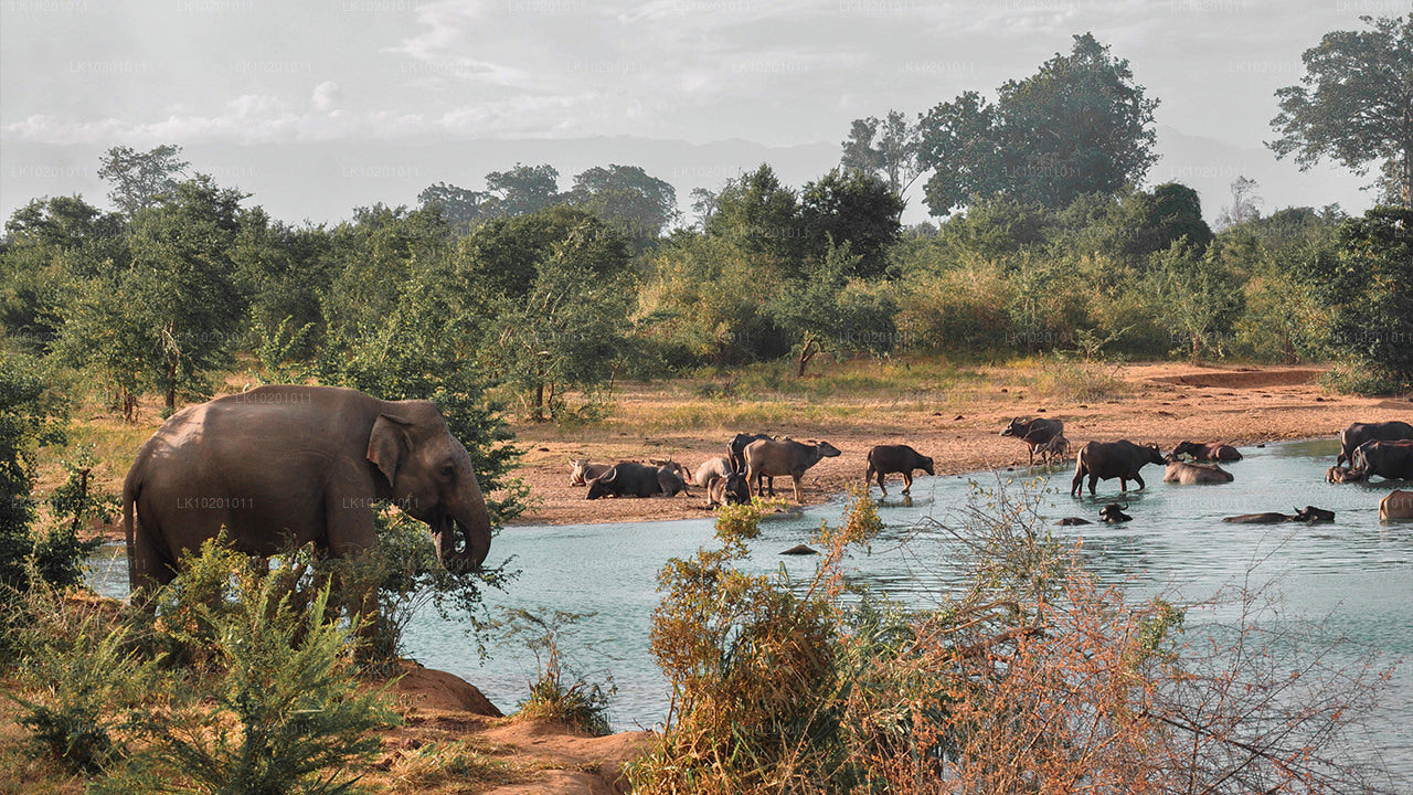 Удавалаве и Галле из Коломбо (2 дня)