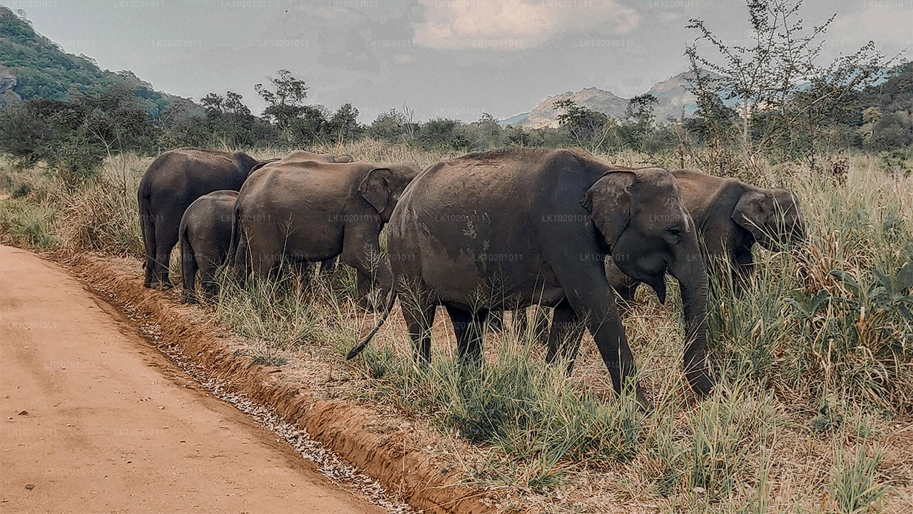 Удавалаве и Галле из Коломбо (2 дня)