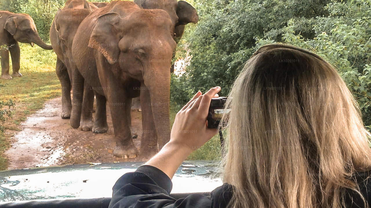Удавалаве и Галле из Коломбо (2 дня)