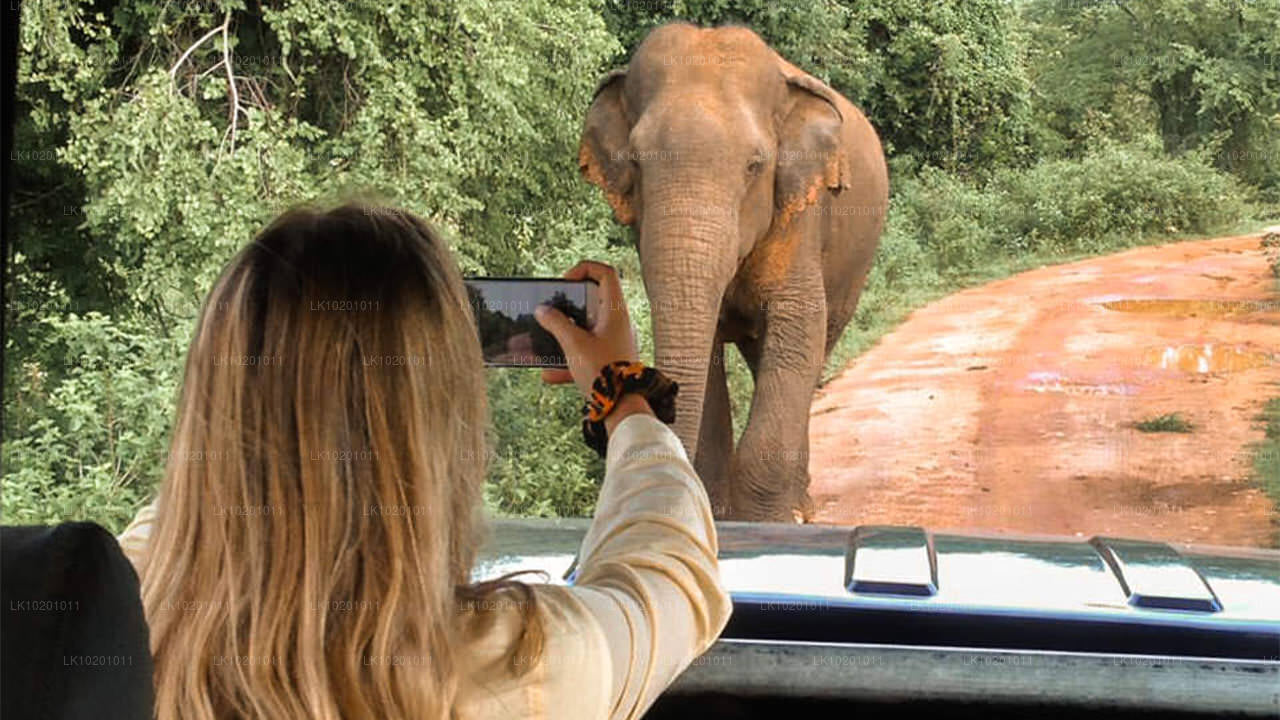 Удавалаве и Галле из Коломбо (2 дня)
