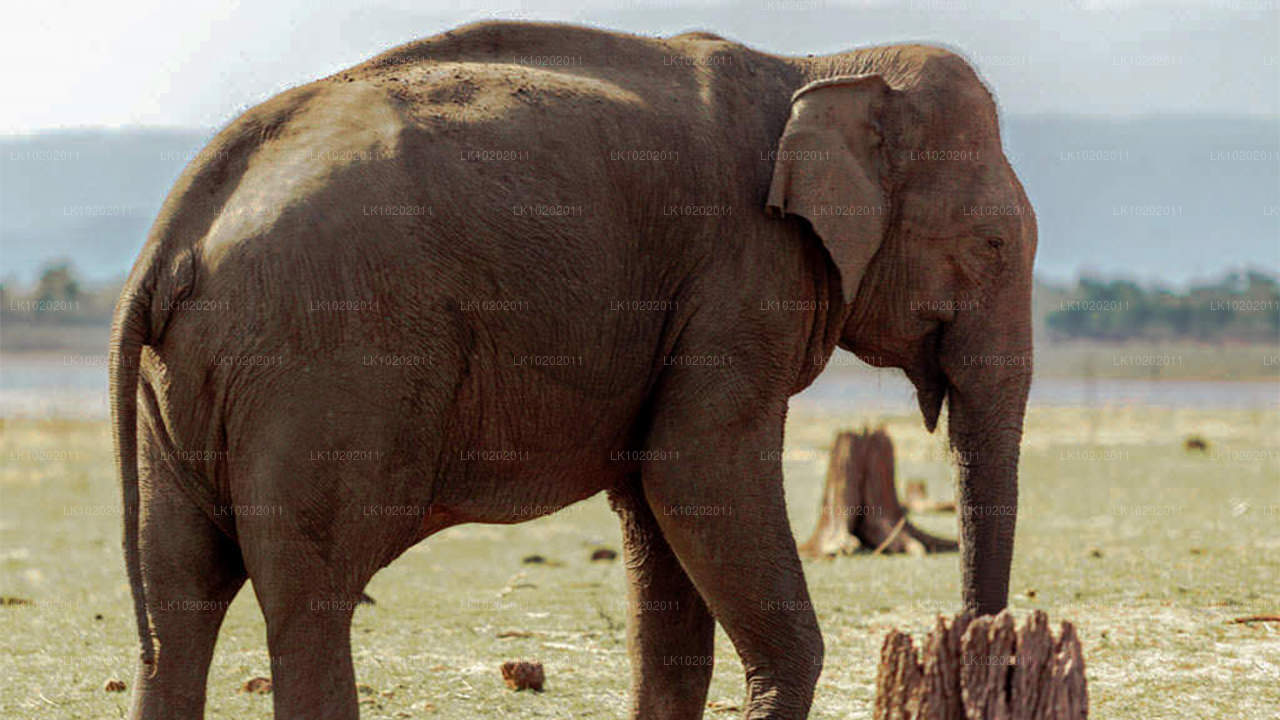 Сигирия и Миннерия из Коломбо (2 дня)