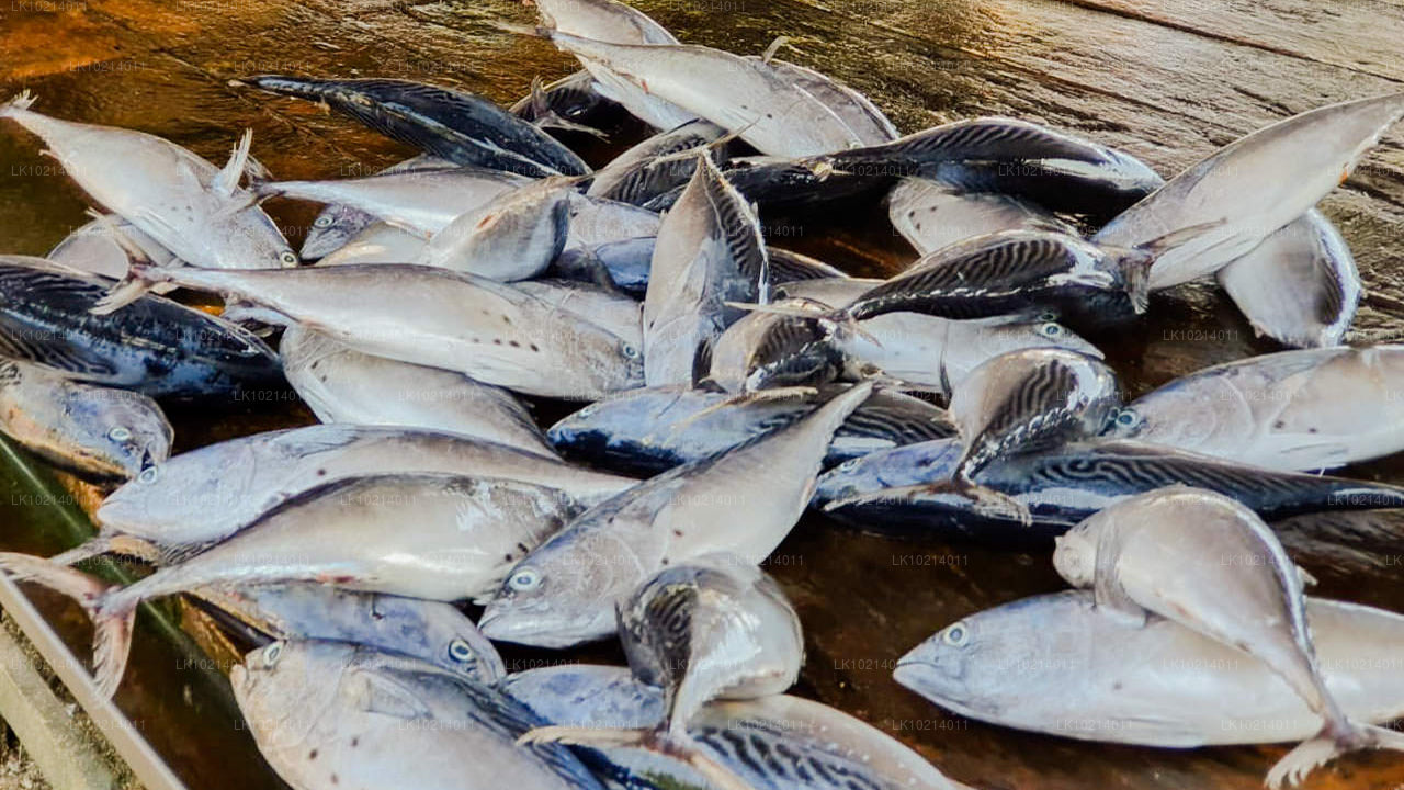 Ахангама и Мирисса из Бентоты (2 дня)