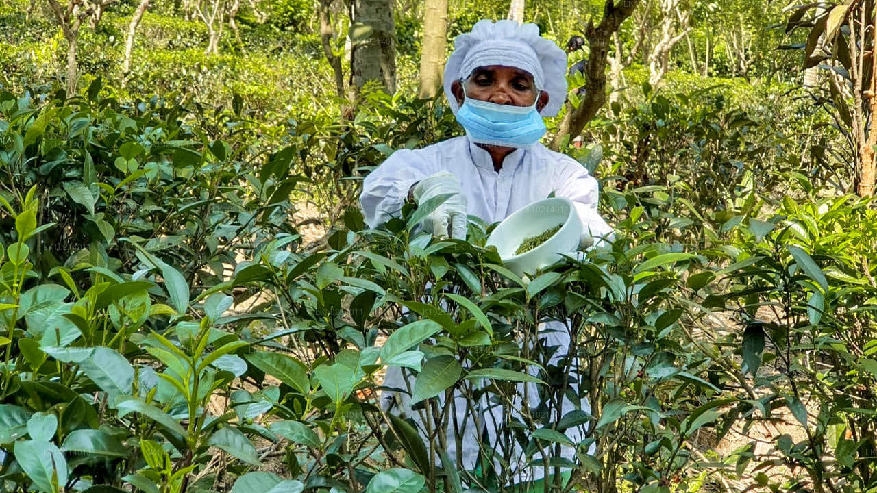 Ахангама и Мирисса из Бентоты (2 дня)