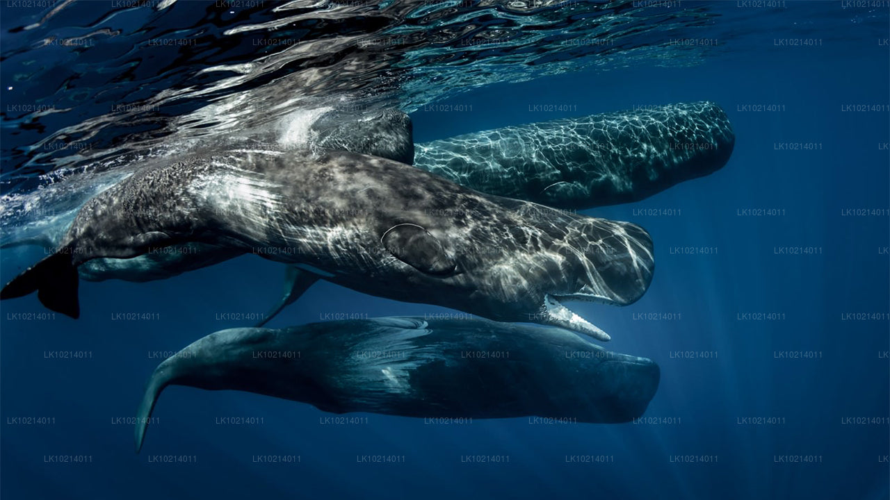 Ахангама и Мирисса из Бентоты (2 дня)