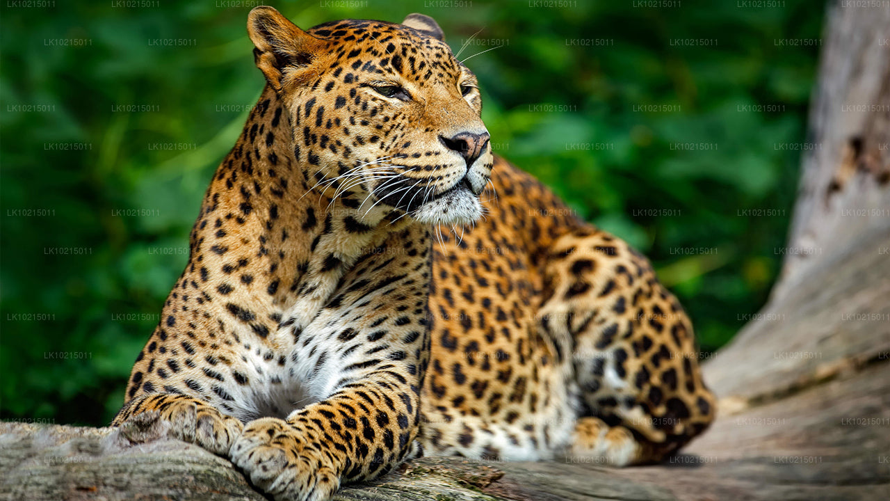 Тур «Дикие чудеса и священные места» из Галле (2 дня)