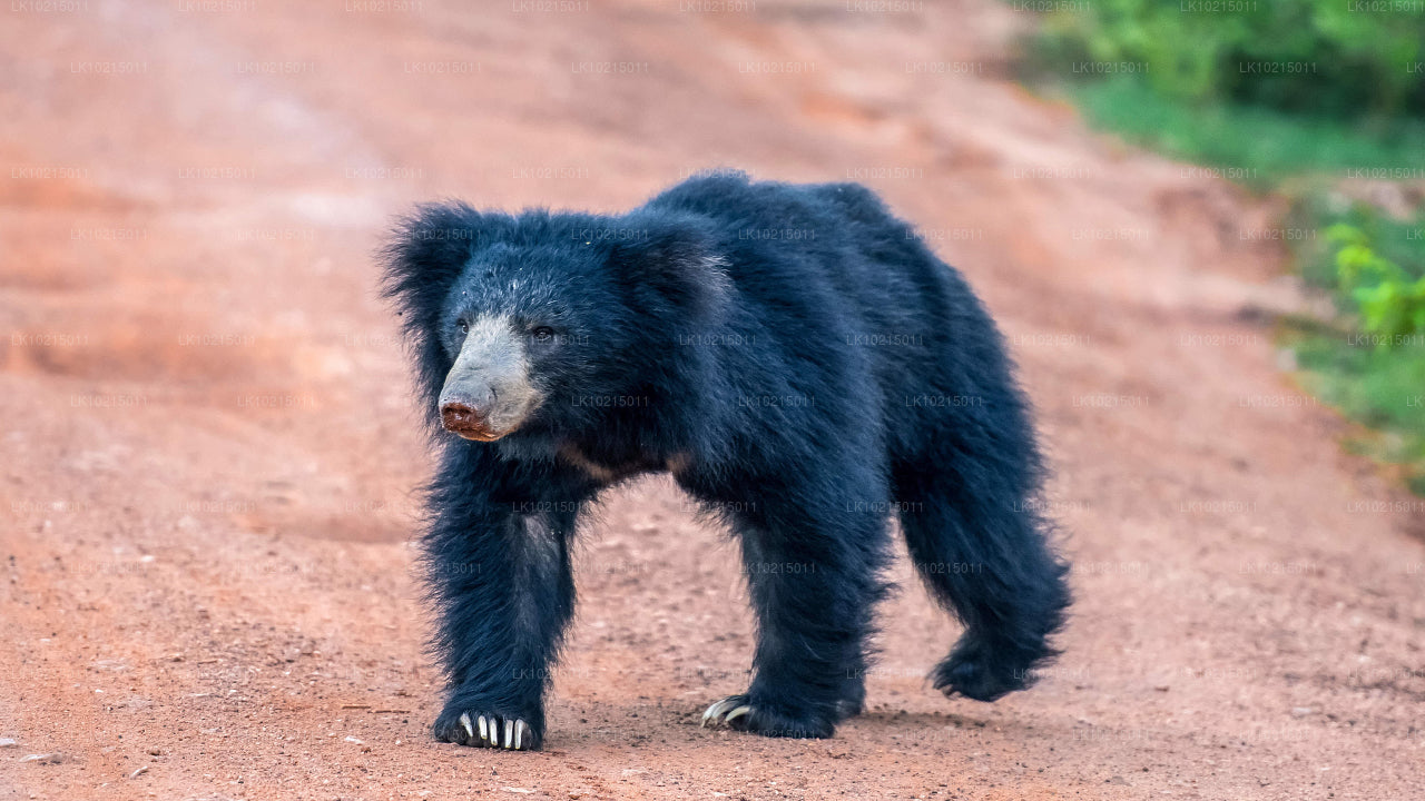 Тур «Дикие чудеса и священные места» из Галле (2 дня)