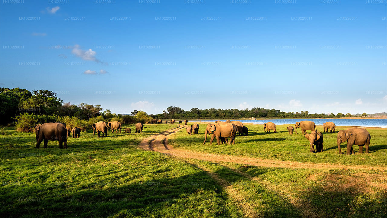 «Этос Цейлона» из Канди (2 дня)