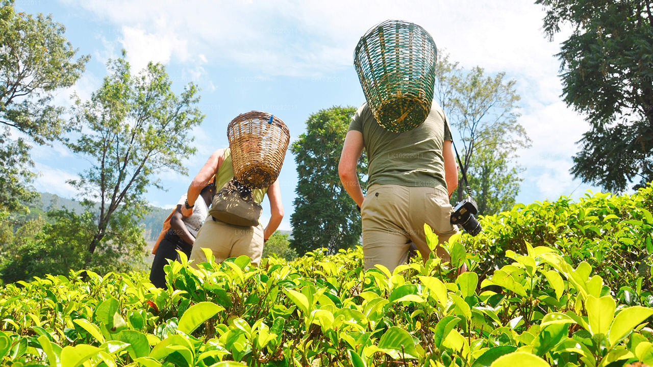 Горная слава из Канди (2 дня)