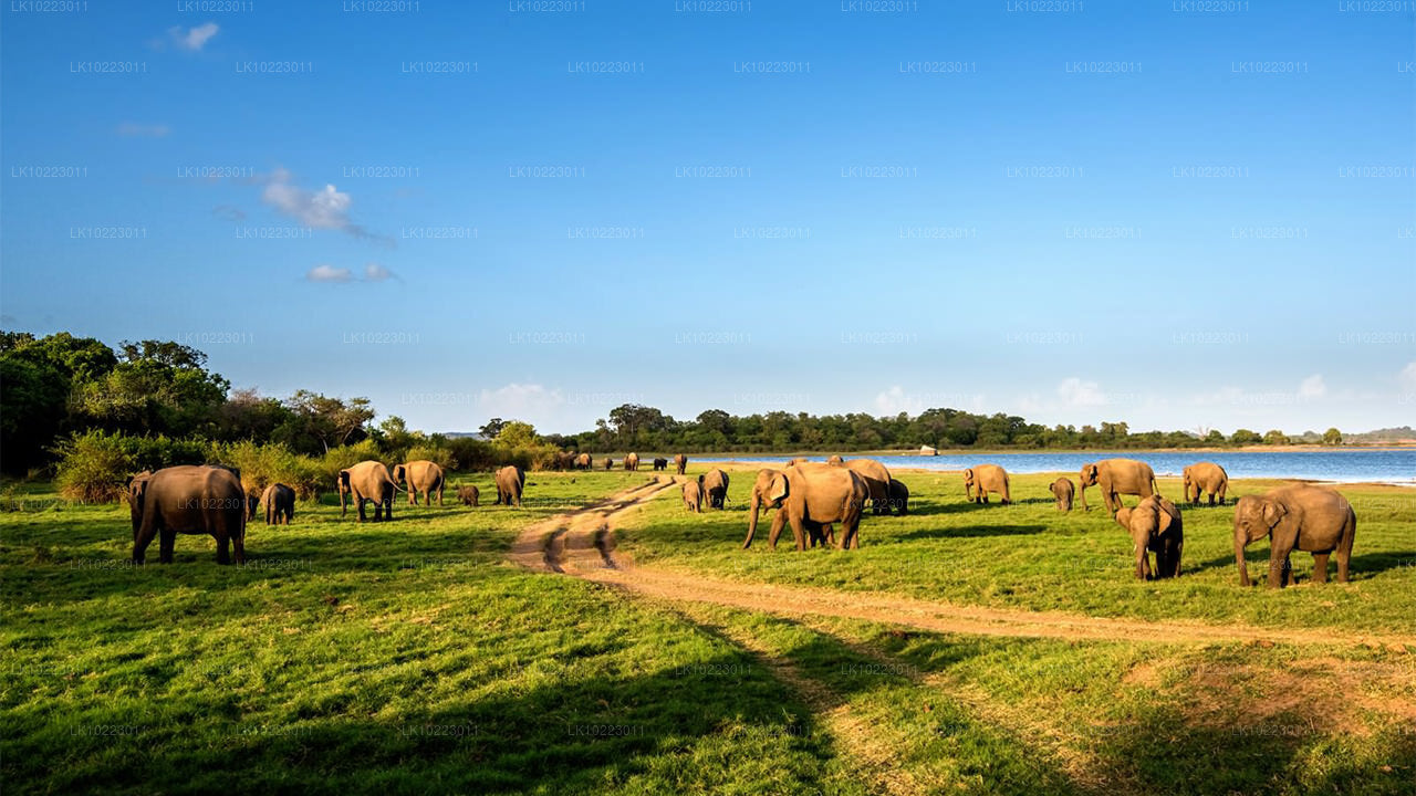 Сигирия и Миннерия из Негомбо (2 дня)