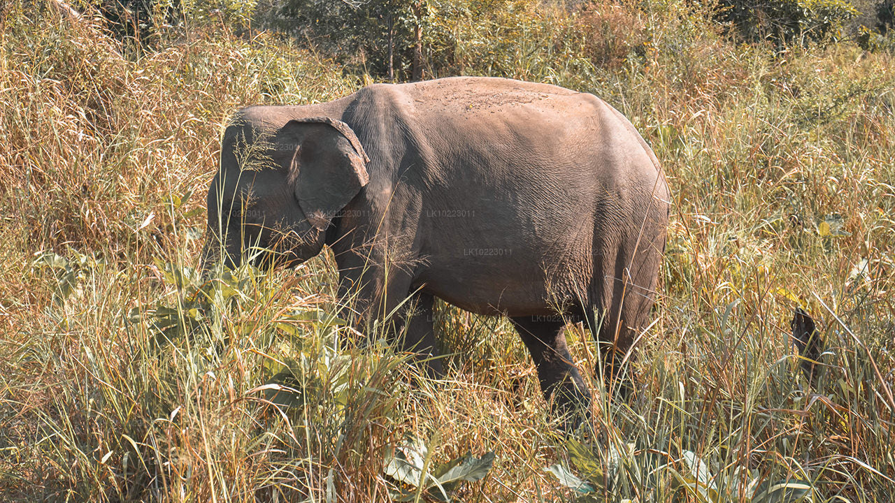 Сигирия и Миннерия из Негомбо (2 дня)