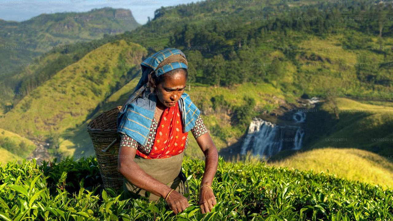 Нувара Элия из Негомбо (2 дня)