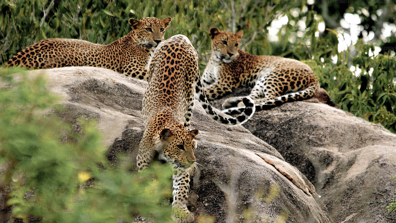 Храмы и дикая природа Негомбо (2 дня)