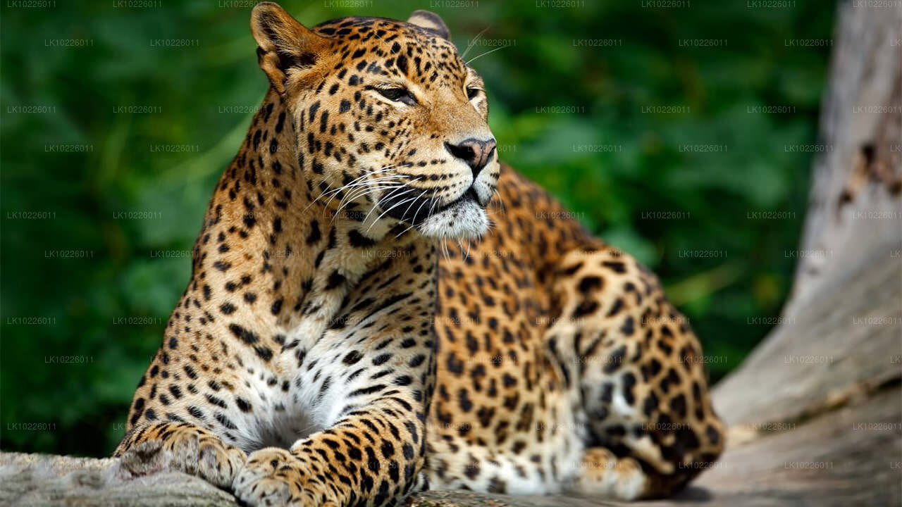 Храмы и дикая природа Негомбо (2 дня)