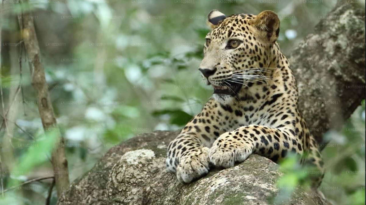 Храмы и дикая природа Негомбо (2 дня)