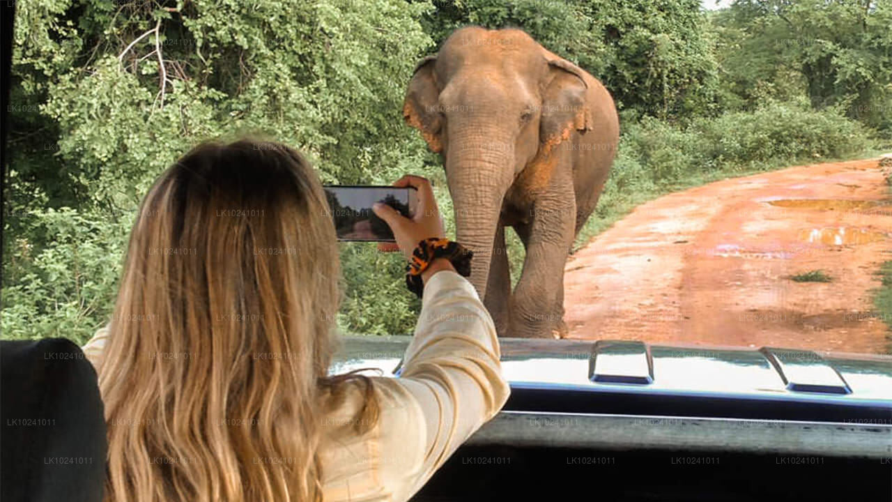Удавалаве из Хиккадувы (2 дня)
