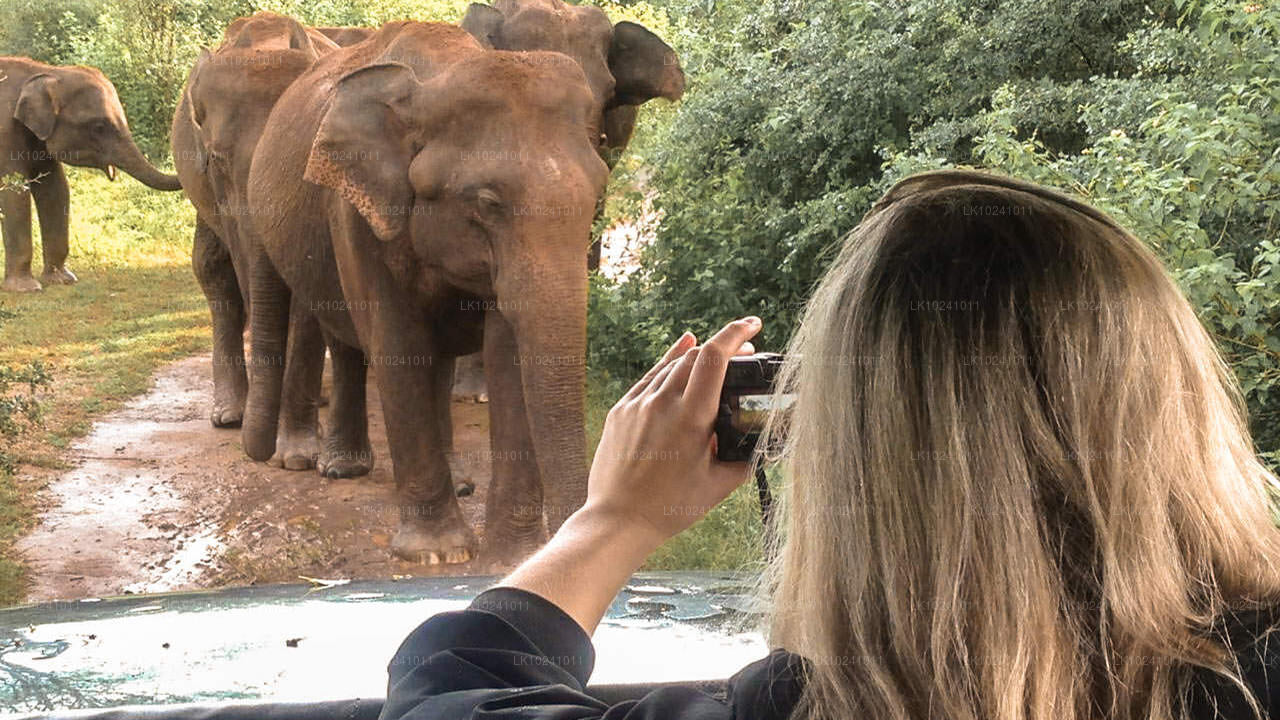 Удавалаве из Хиккадувы (2 дня)