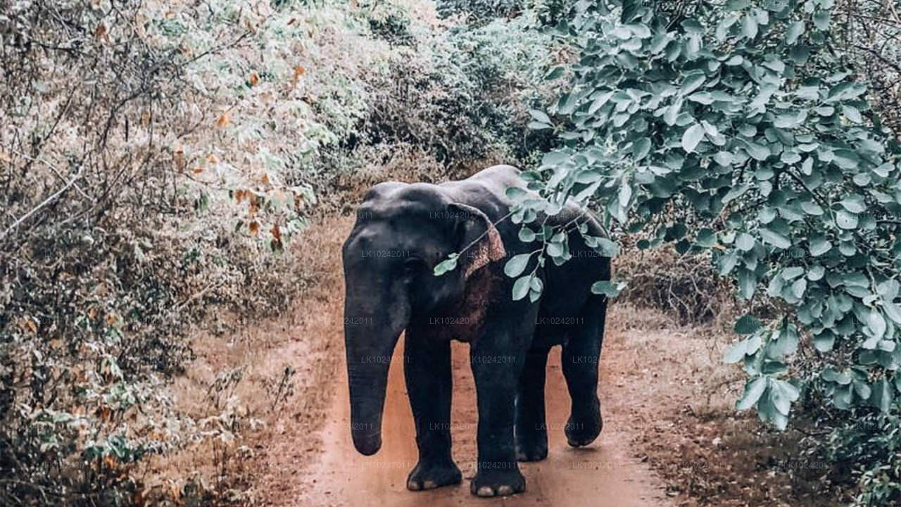 Древние чудеса из Коломбо (2 дня)