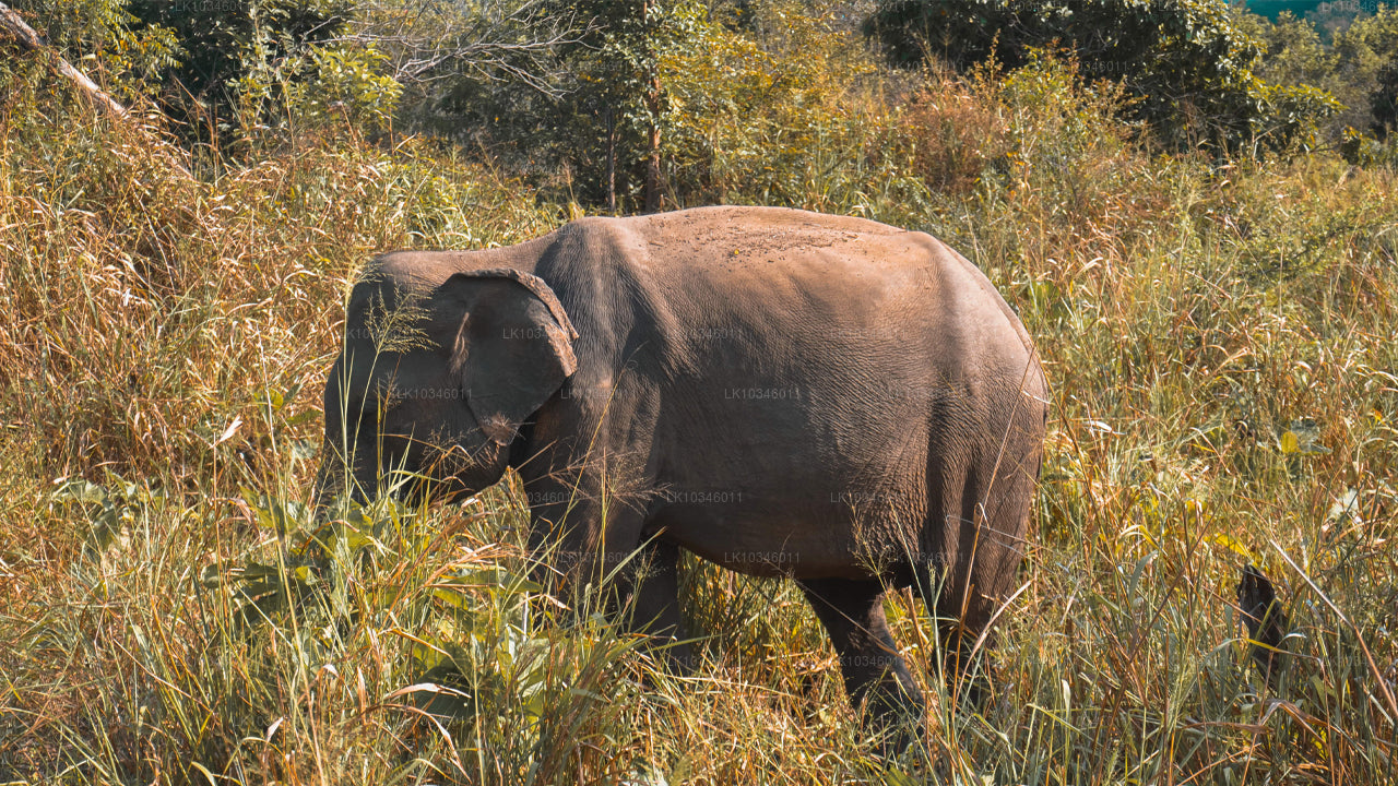 Рассказы о древнем Цейлоне из Коломбо (3 дня)