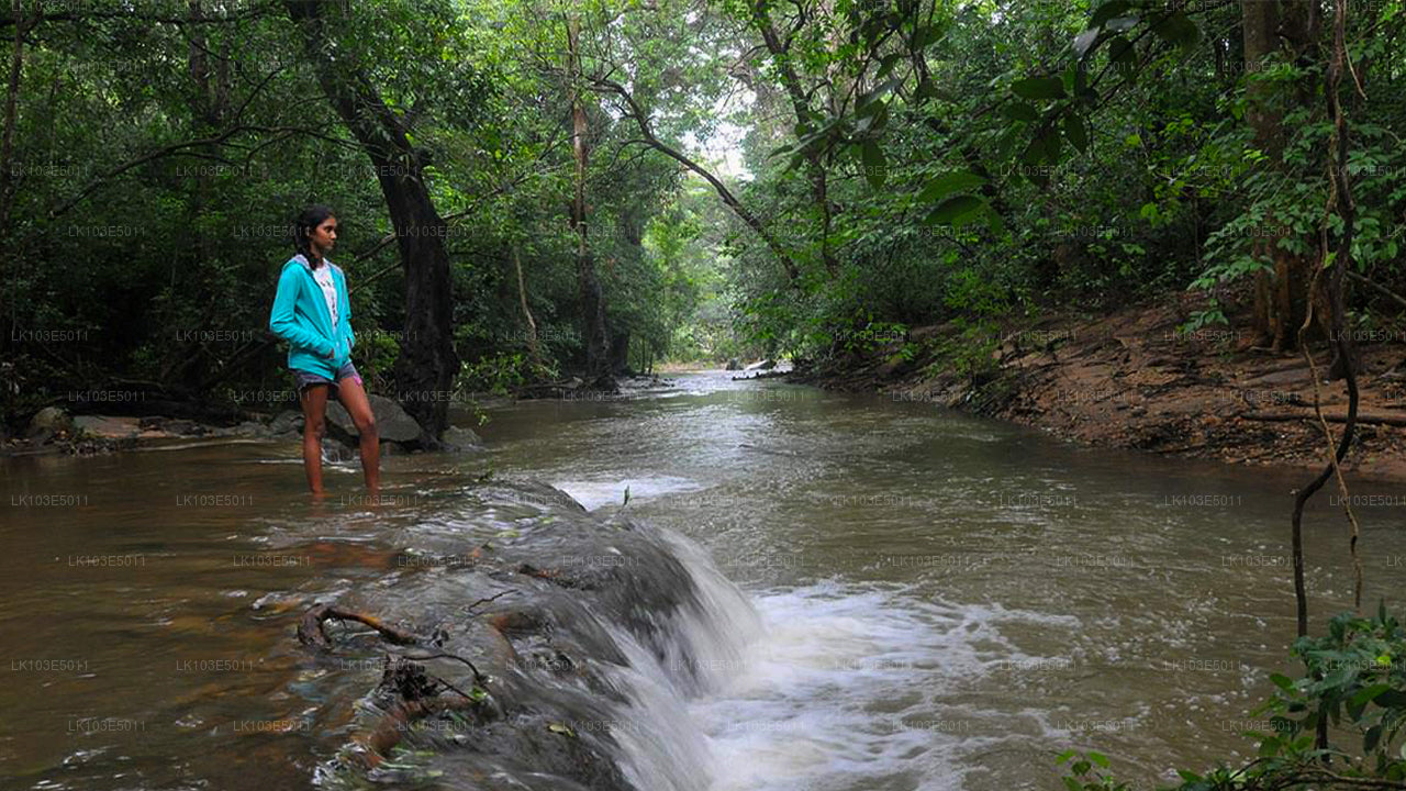 Экологические туры по Шри-Ланке (3 дня)