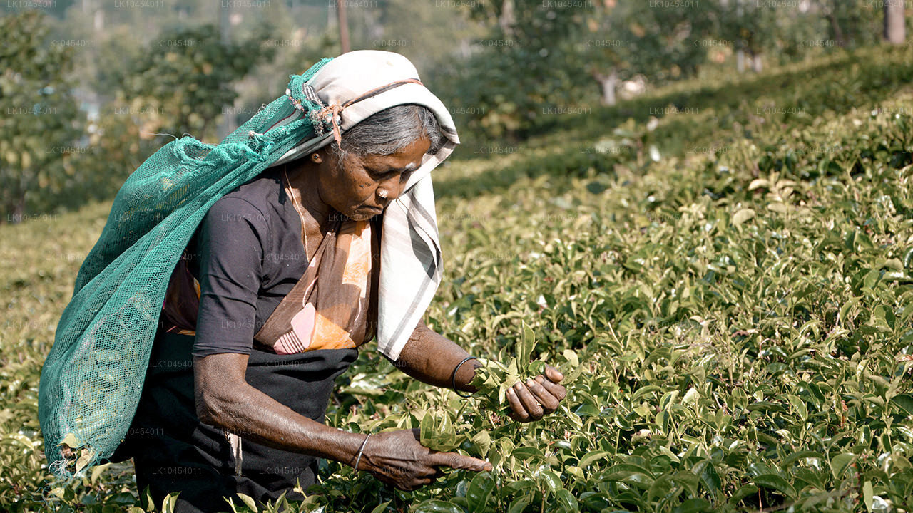 Приключение на Хортон-Плейнс (4 дня)