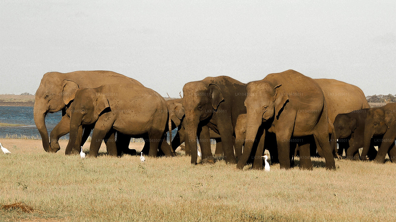 Тур для аборигенов Шри-Ланки (4 дня)